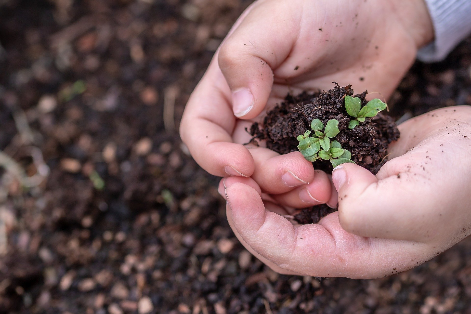 Terre & Humanisme - 🍀 Fiche pédagogique n°#9 : Les semences ! 🧐 À retenir  : Pour gagner en autonomie nous vous conseillons de produire vous-même une  partie de vos graines. Les