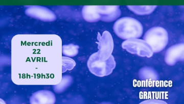 Méduse : des animaux à mille facettes