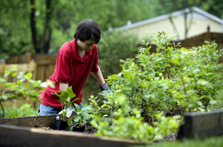 Potager : définition et explications