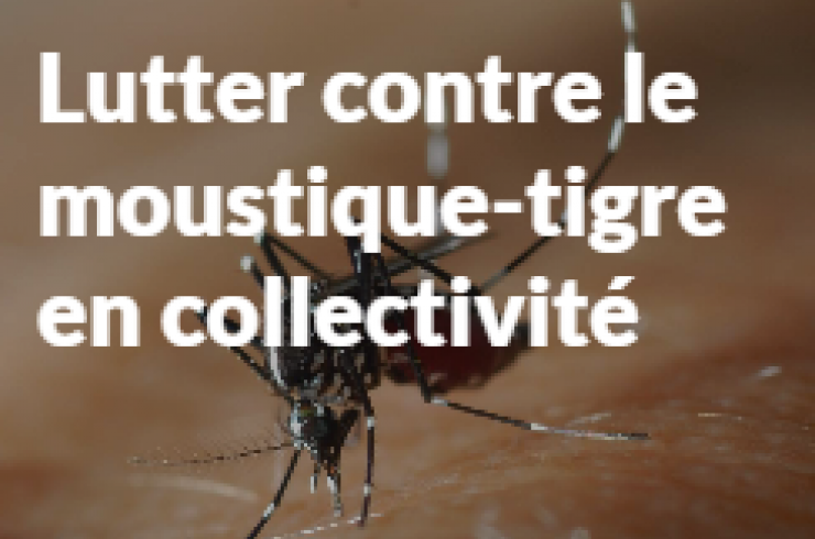 Lutter contre le moustique-tigre en collectivité