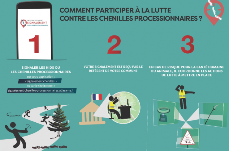 Signalement chenilles processionnaires