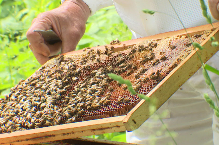 Abeilles