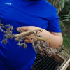La biodiversité