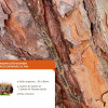 Moustique tigre, tique, chenilles processionnaires